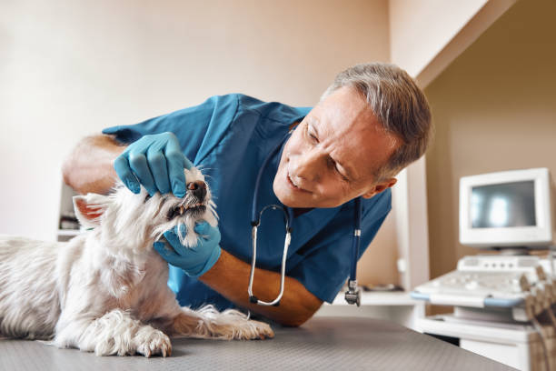 Best Pediatric Emergency Dentist in Warm Springs, OR